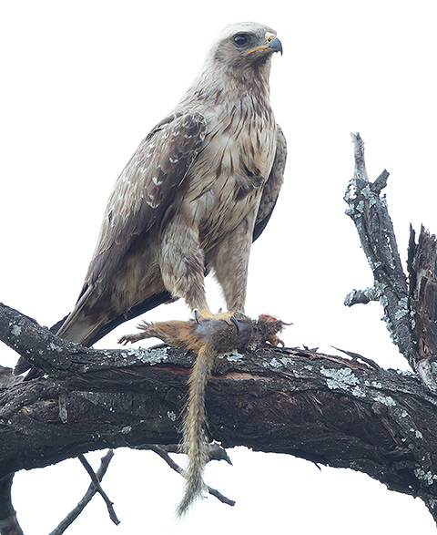 Wahlberg's Eagle